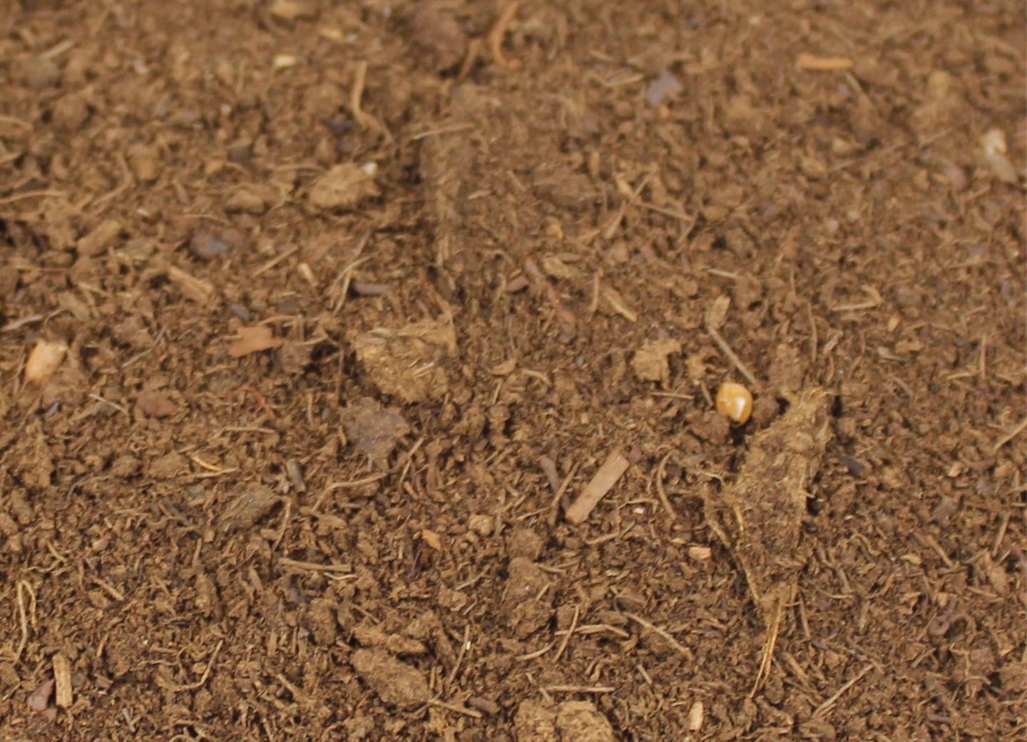 Peat moss soil